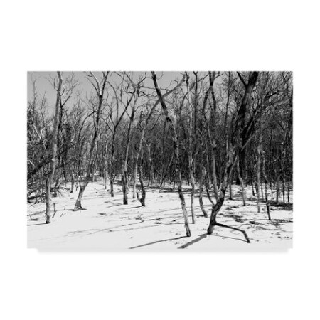 Philippe Hugonnard 'Desert Of White Trees II' Canvas Art,12x19